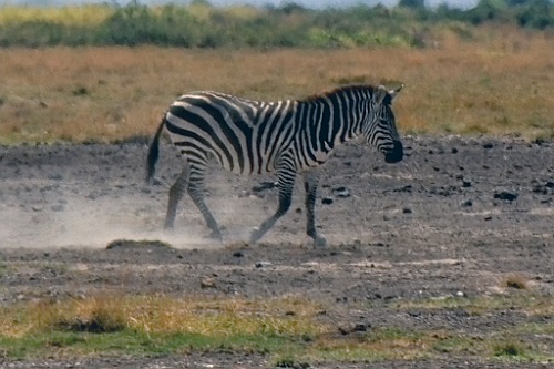Kenia (150)